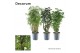Polyscias vertakt mix 2-3 soorten decorum 