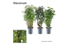 Polyscias vertakt mix 2-3 soorten decorum