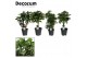 Kamerplanten mix Polyscias vertakt en Schefflera gevlochten stam mix d 