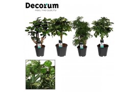 Kamerplanten mix Polyscias vertakt en Schefflera gevlochten stam mix d