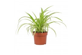 Chlorophytum comosum variegatum