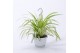 Chlorophytum variegatum hangplant 