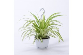 Chlorophytum variegatum hangplant