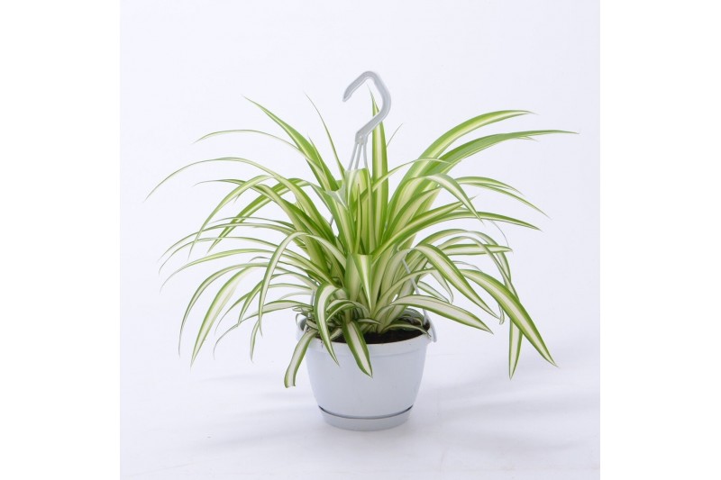 Chlorophytum variegatum hangplant 