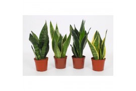 Sansevieria Sansevieria Mix 12cm