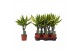Dracaena fragr. golden king Enkel stam 