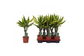 Dracaena fragr. golden king Enkel stam