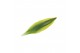 Dracaena fragr. golden king Enkel stam 
