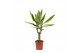 Dracaena fragr. golden king Enkel stam 