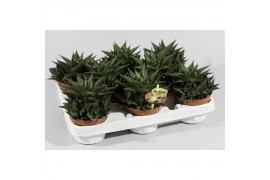 Haworthia limifolia