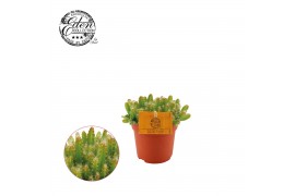 Hylocereus undatus
