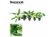 Kamerplanten mix Groenmix Cuba decorum 