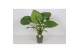 Alocasia gageana Alocasia Gageana California 1 pp 