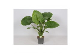 Alocasia gageana Alocasia Gageana California 1 pp