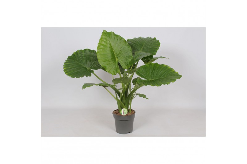 Alocasia gageana Alocasia Gageana California 1 pp 