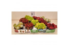 Sempervivum mix minimaal 4 soorten