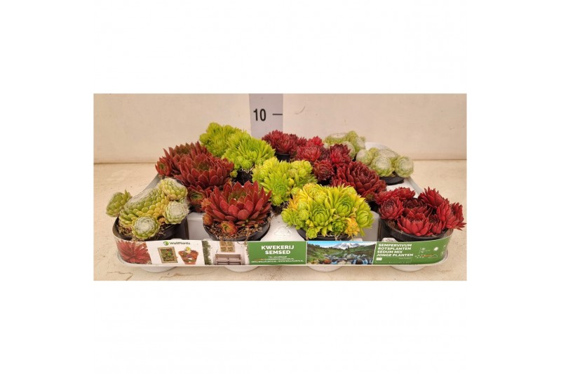 Sempervivum mix minimaal 4 soorten 
