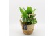Arrangementen kamerplanten BARM-2518W Basic Romantic 3 pp 