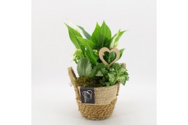 Arrangementen kamerplanten BARM-2518W Basic Romantic 3 pp
