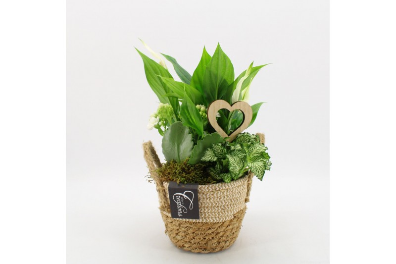 Arrangementen kamerplanten BARM-2518W Basic Romantic 3 pp Arrangementen kamerplanten BARM-2518W Basic Romantic 3 pp