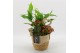 Arrangementen kamerplanten BARM-2518R Basic Romantic 3 pp 