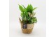 Arrangementen kamerplanten BACR-2517W Basic fundamentals 3 pp 