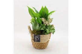 Arrangementen kamerplanten BACR-2517W Basic fundamentals 3 pp