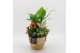 Arrangementen kamerplanten BACR-2517OR Basic fundamentals 3 pp 