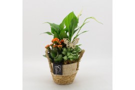 Arrangementen kamerplanten BACR-2517OR Basic fundamentals 3 pp