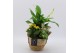 Arrangementen kamerplanten BACR-2517G Basic fundamentals 3 pp 