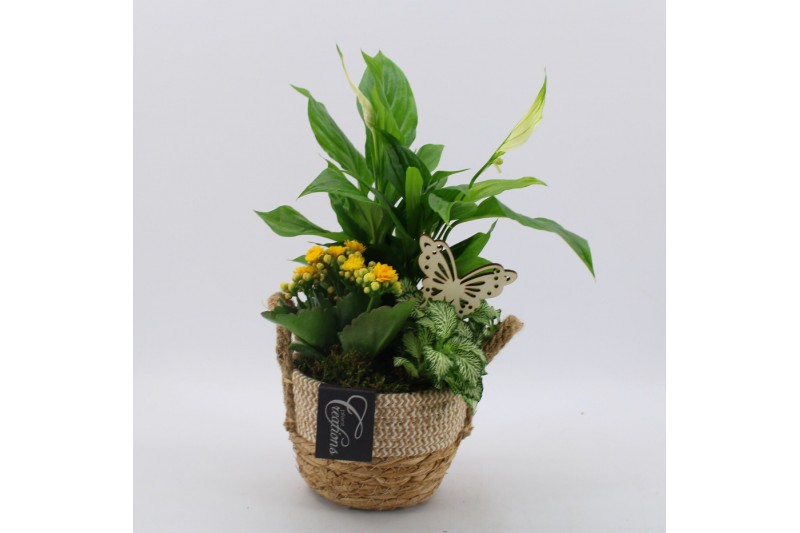Arrangementen kamerplanten BACR-2517G Basic fundamentals 3 pp Arrangementen kamerplanten BACR-2517G Basic fundamentals 3 pp