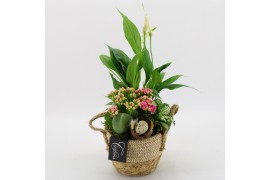 Arrangementen kamerplanten BAPS-2518RZ Basic Pasen 3 pp