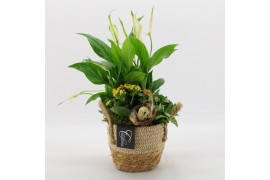 Arrangementen kamerplanten BAPS-2518G Basic Pasen 3 pp
