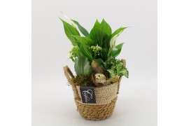Arrangementen kamerplanten BAPS-2518GR Basic Pasen 3 pp