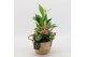 Arrangementen kamerplanten BARM-2518RZ Basic Romantic 3 pp 