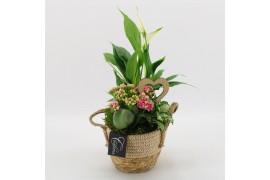 Arrangementen kamerplanten BARM-2518RZ Basic Romantic 3 pp