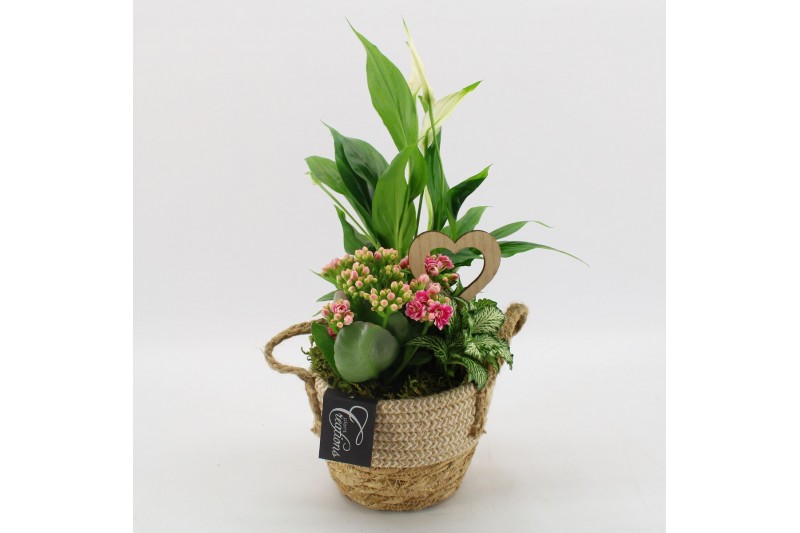 Arrangementen kamerplanten BARM-2518RZ Basic Romantic 3 pp Arrangementen kamerplanten BARM-2518RZ Basic Romantic 3 pp