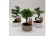 Bonsai mix in Sparkling gold 