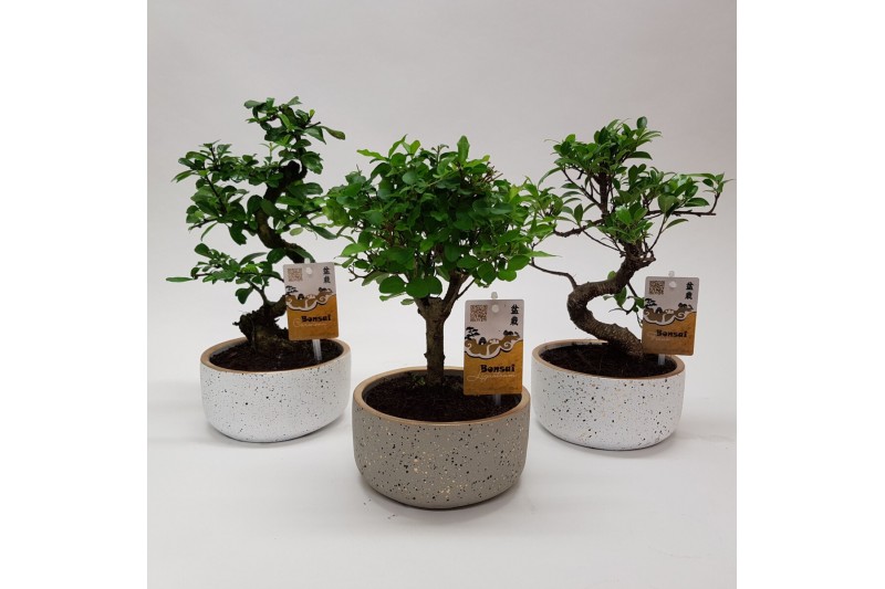 Bonsai mix in Sparkling gold 