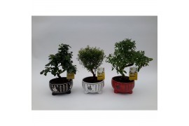 Bonsai mix in Lucky