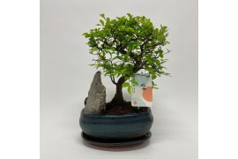 Bonsai Zelkova S-shape Bonsai Landscape 20 cm + Schotel