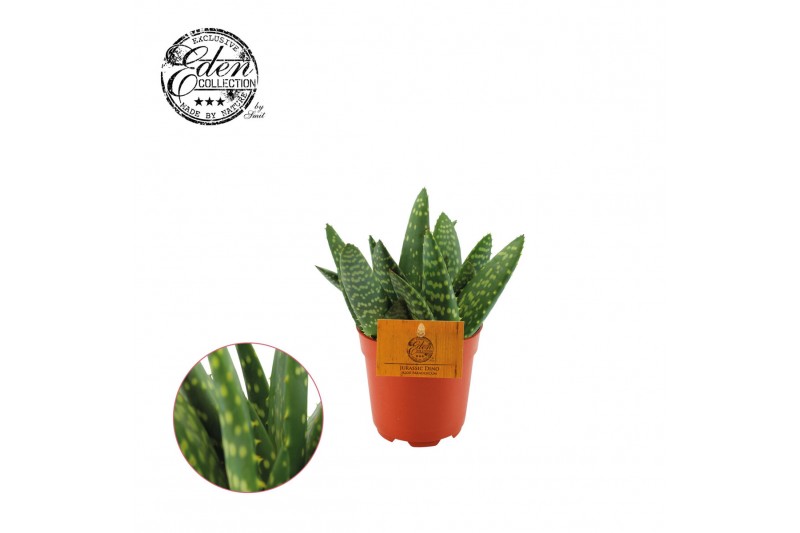 Aloe paradisicum 