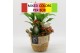 Arrangementen kamerplanten BACR-2517M Basic fundamentals 3 pp 