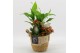 Arrangementen kamerplanten BACR-2517R Basic fundamentals 3 pp 