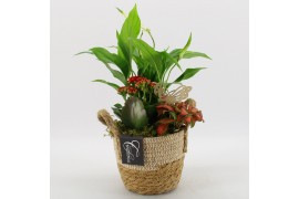 Arrangementen kamerplanten BACR-2517R Basic fundamentals 3 pp