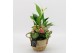 Arrangementen kamerplanten BACR-2517RZ Basic fundamentals 3 pp 