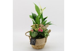 Arrangementen kamerplanten BACR-2517RZ Basic fundamentals 3 pp