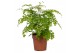 Adiantum fragrans 
