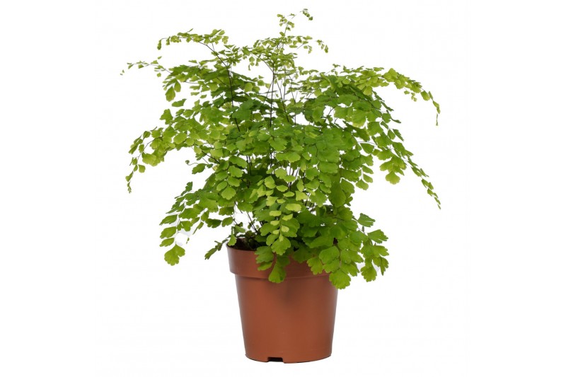Adiantum fragrans 