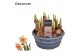 (Large-cupped Grp) Peaches and Cre Narcis Peaches and Cream 6 per pot 
